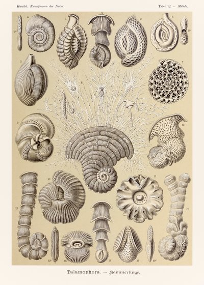 Levy 12 Miliola Talamophora julkaisusta "Kunstformen der Natur" (Taidemuodot luonnossa), kuvittanut Ernst Haeckel (1834-1919) tekijältä Ernst Haeckel