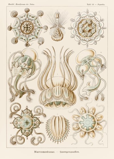 Levy 16 Pegantha Narcomedusae julkaisusta "Kunstformen der Natur" (Taidemuodot luonnossa), kuvittanut Ernst Haeckel (1834-1919) tekijältä Ernst Haeckel