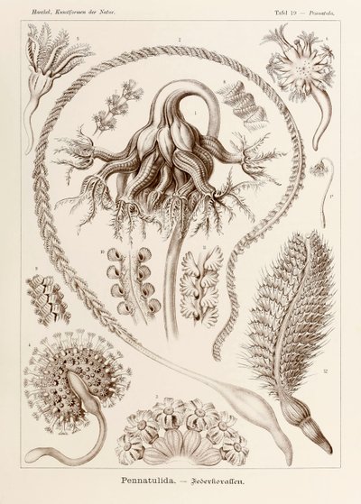 Levy 19 Pennatula Pennatulida kirjasta "Kunstformen der Natur" (Taidemuodot luonnossa), kuvittanut Ernst Haeckel (1834-1919) tekijältä Ernst Haeckel