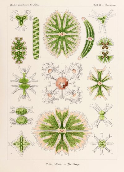 Levy 24 Staurastrum Desmidiea julkaisusta "Kunstformen der Natur" (Taidemuodot luonnossa), kuvittanut Ernst Haeckel (1834-1919) tekijältä Ernst Haeckel