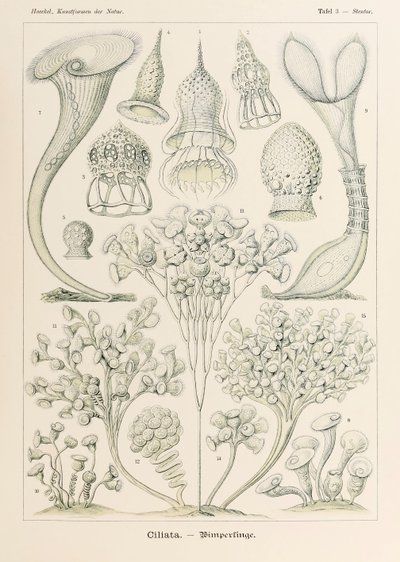 Levy 3 Stentor Ciliata julkaisusta "Kunstformen der Natur" (Taidemuodot luonnossa), kuvittanut Ernst Haeckel (1834-1919) tekijältä Ernst Haeckel