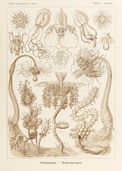 Levy 6 Tubuletta Tubulariae "Kunstformen der Naturista" (Taidemuodot luonnossa), kuvittanut Ernst Haeckel (1834-1919) tekijältä Ernst Haeckel