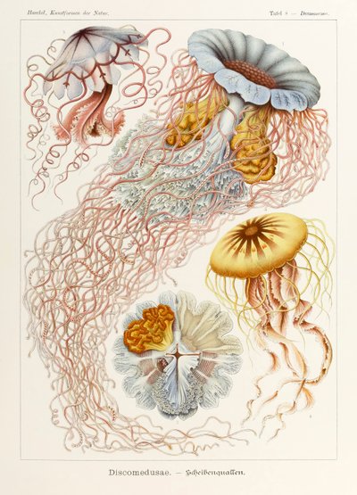 Levy 8 Desmonema Discomedusae julkaisusta "Kunstformen der Natur" (Taidemuodot luonnossa), kuvittanut Ernst Haeckel (1834-1919) tekijältä Ernst Haeckel