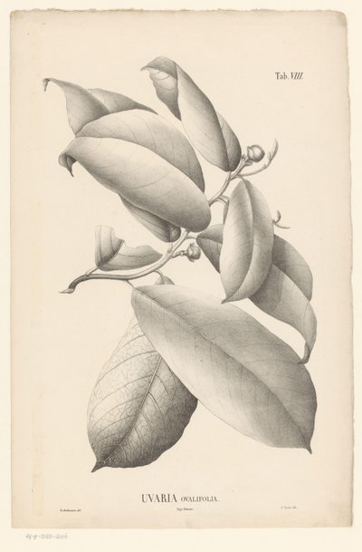 Oksa lehdillä ja kukannupuilla Uvaria Ovalifolia (otsikko esineessä) tekijältä Ernst Philipp Sixtus