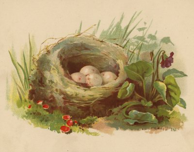 Linnunpesä (chromolitho) tekijältä Ethel C. Nisbet
