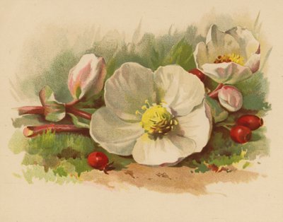 Jouluruusu ja marjat (chromolitho) tekijältä Ethel C. Nisbet