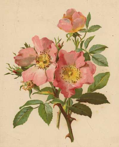Koiran ruusut (chromolitho) tekijältä Ethel C. Nisbet