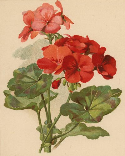 Geranium (chromolitho) tekijältä Ethel C. Nisbet