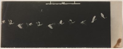 Kronovalokuva lentävästä haikaroista tekijältä Etienne Jules Marey
