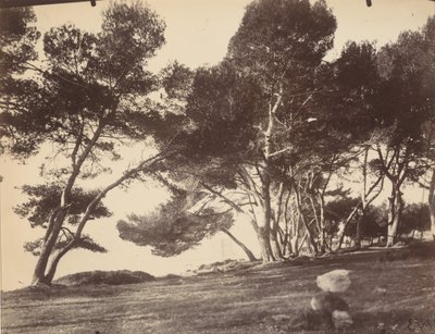 Cannes, Ile Saint Honorat, n. 1899-1927 (kuva) (kuva) tekijältä Eugène Atget