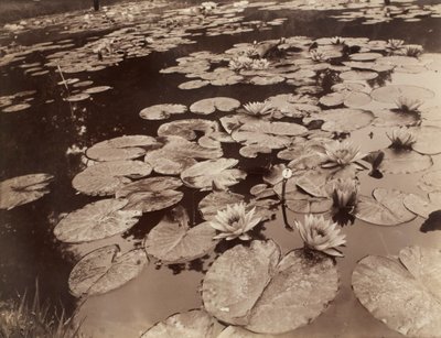 Lumpeenkukkia (Bagatelle) tekijältä Eugène Atget
