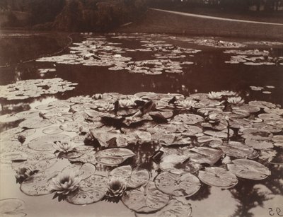 Lumpeenkukkia tekijältä Eugène Atget
