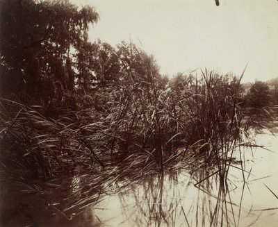 Ruoko, Plessis-Piquetin lampi tekijältä Eugène Atget