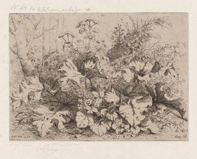 Bardana en flor, 1858. finlandès tekijältä Eugene Bléry