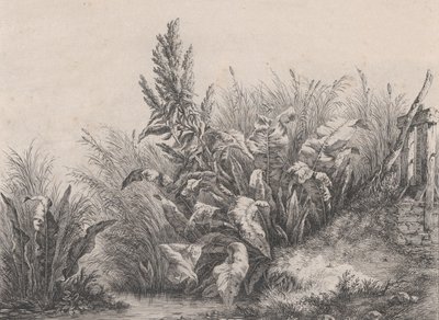Great Water Dock Plant, 1840. tekijältä Eugene Bléry