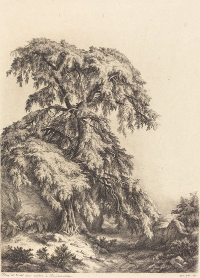 Kataja, 1840. tekijältä Eugene Bléry