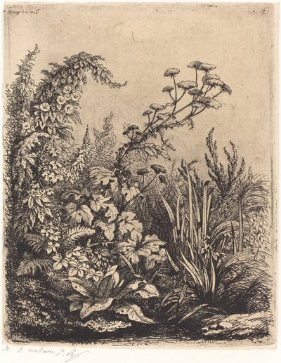 La petite berle aux liserons Small Water-palsternak with Bindweed, julkaistu 1849. tekijältä Eugene Bléry