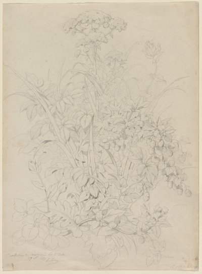 Kasvitutkimus, 1857. tekijältä Eugene Bléry