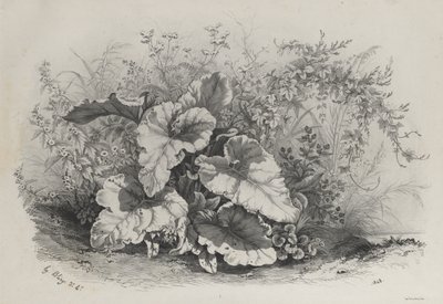 Kasvitutkimus erilaisten kasvien ryhmästä, jotka on piirretty ja litografoitu luonnon mukaan..., 1848. tekijältä Eugene Bléry