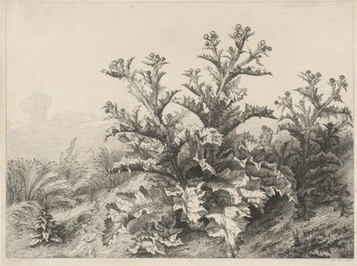 Suuri ohdake Le Grand Chardon, 1843. tekijältä Eugene Bléry