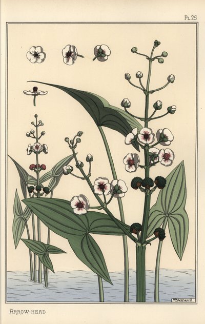 Kasvitieteellinen kuva nuolenpäästä, Sagittaria sagittifolia tekijältä Eugene Grasset