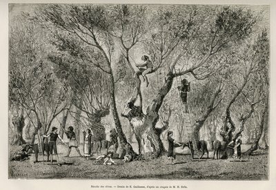 Amphissan alueen oliivikokoelma, E.Guillaumen piirustus, joka havainnollistaa Henri Bellen tarinaa: Voyage en Greece tekijältä Eugene Guillaume