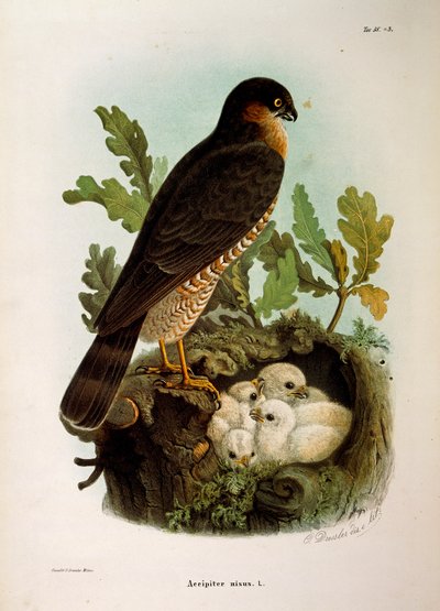Kuvitus Eugenio Bettonin teoksesta "Lombardiassa pesivien lintujen luonnonhistoria", joka edustaa varpushaukkaa Accipiter nisus, Oscar Dressler tekijältä Eugenio Bettoni, Oscar Dressler