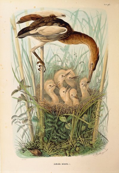 Kuvitus Eugenio Bettonin teoksesta "Lombardiassa pesivien lintujen luonnonhistoria", joka edustaa pikkupurua Ixobrychus minutusta, kirjoittanut Oscar Dressler tekijältä Eugenio Bettoni, Oscar Dressler
