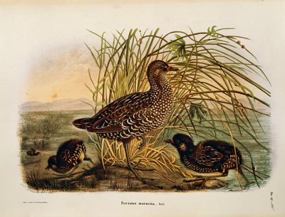 Kuvitus Eugenio Bettonin teoksesta "Lombardiassa pesivien lintujen luonnonhistoria", joka edustaa Spotted Crake Porzana porzanaa, kirjoittaja Oscar Dressler tekijältä Eugenio Bettoni, Oscar Dressler