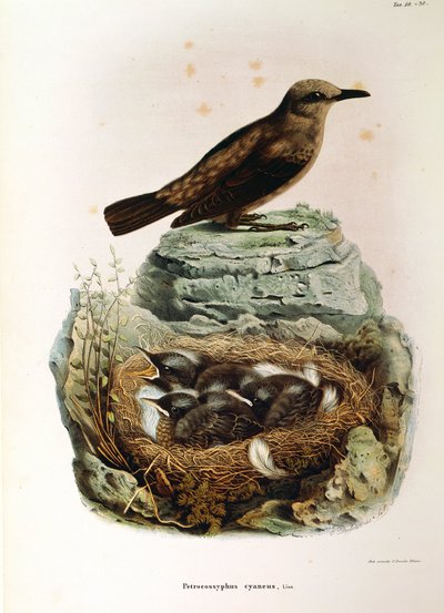 Kuvitus Eugenio Bettonin teoksesta "Lombardiassa pesivien lintujen luonnonhistoria", joka edustaa sinitastasta Monticola solitariusta, Oscar Dressler tekijältä Eugenio Bettoni, Oscar Dressler