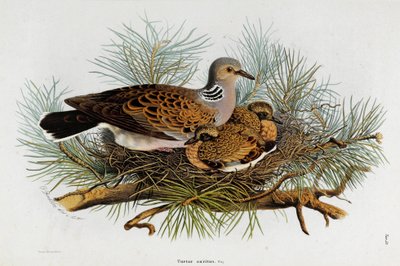 Kyyhkysen (Turtle-Dove) esitys (kromolitografia tekijältä Eugenio and Dressler Oscar  Bettoni