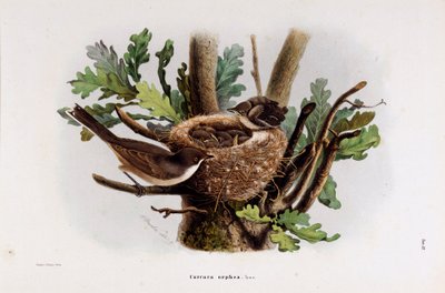 Edustus Falvette Curruca Orpheasta (kromolitografia tekijältä Eugenio and Dressler Oscar  Bettoni