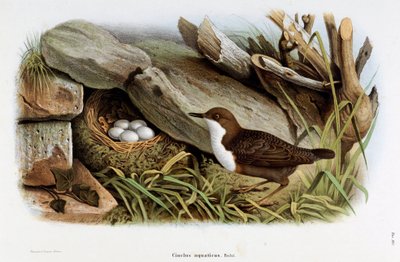Kuvaus linnusta Cincle-sukellus (Cinclus aquaticus) (kromolitografia tekijältä Eugenio and Dressler Oscar  Bettoni
