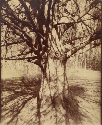 Puu (Garche) Pyökki tekijältä Eugène Atget