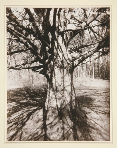 Pyökki tekijältä Eugène Atget