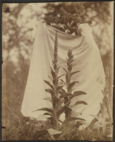 Bouillon Blanc (Mullein kasvi) tekijältä Eugène Atget