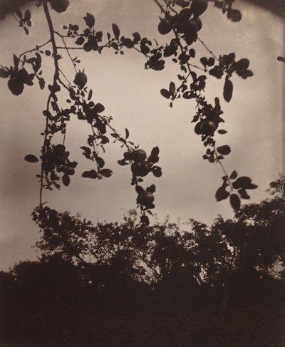 omenapuun oksa tekijältä Eugène Atget