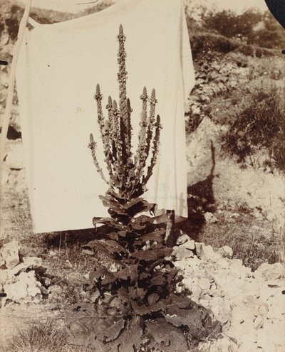 Mullein in Bloom tekijältä Eugène Atget