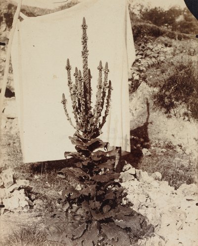 Mullein in Bloom, n. 1897-1899. tekijältä Eugène Atget
