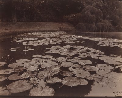 Vesililjat (Bagatelle) tekijältä Eugène Atget