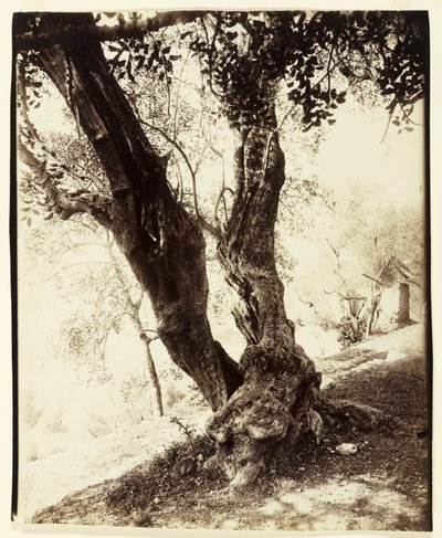 Olivier, Nizza, noin 1900 tekijältä Eugène Atget