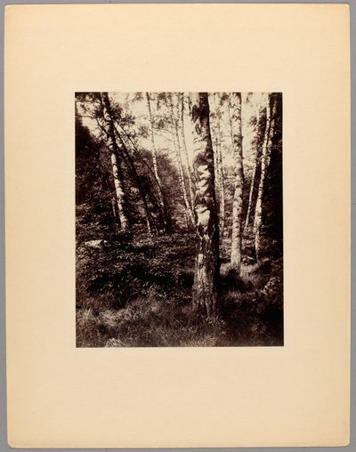 Saint-Cloudin puisto tekijältä Eugène Atget