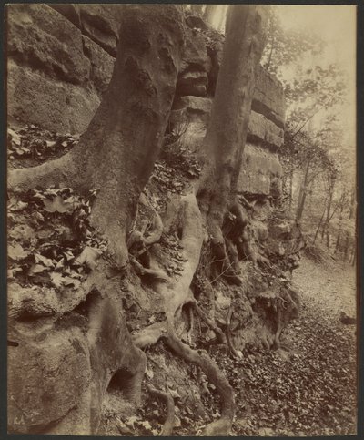 Saint-Cloudin puisto tekijältä Eugène Atget
