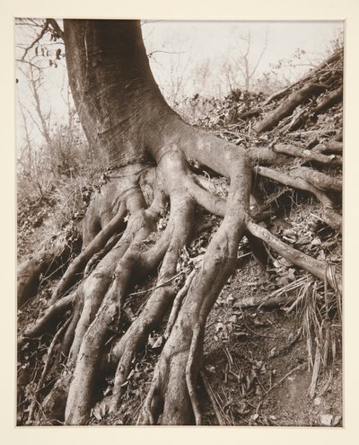 Saint-Cloud tekijältä Eugène Atget
