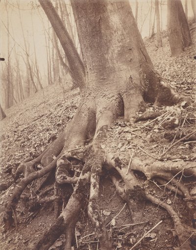 Puut ja juuret tekijältä Eugène Atget