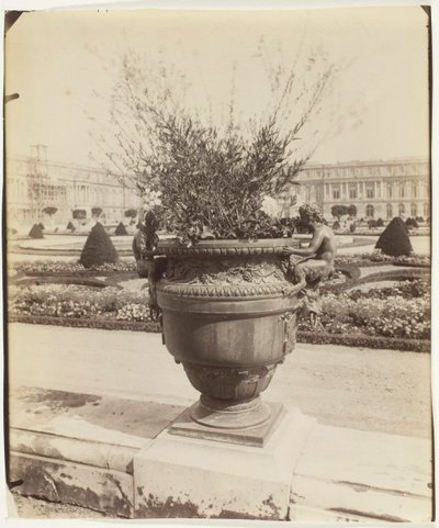 Versailles, Ballinin maljakko, 1902. tekijältä Eugène Atget