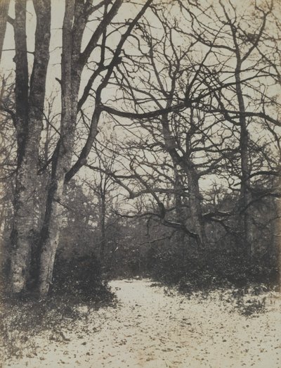 [Bosc de Fontainebleau], ca. 1860. finlandès tekijältä Eugène Cuvelier