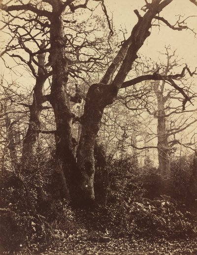 Tree Study, Fontainebleau tekijältä Eugène Cuvelier