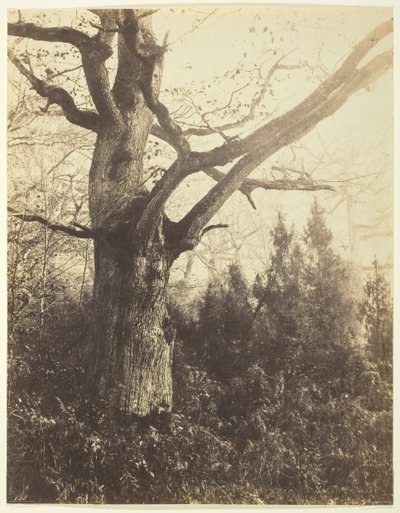 Nimetön [puu], n. 1860. tekijältä Eugène Cuvelier