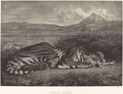 Kuninkaallinen tiikeri (Tigre Royal) tekijältä Eugène Delacroix